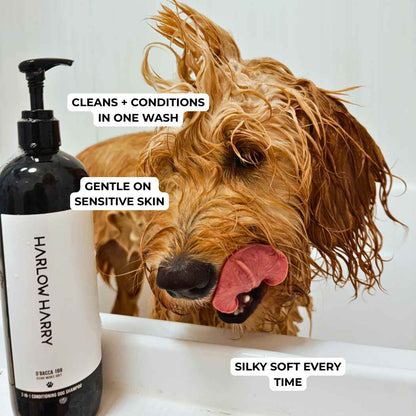 Harlow Harry: 2-in-1 Conditioning Dog Shampoo | Solera 145