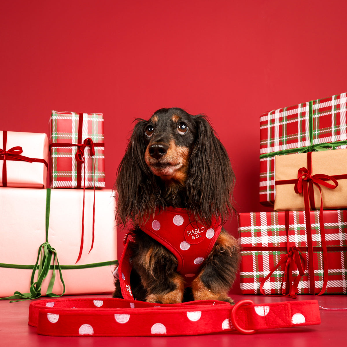 Red Polka Dots: Velvet Adjustable Harness