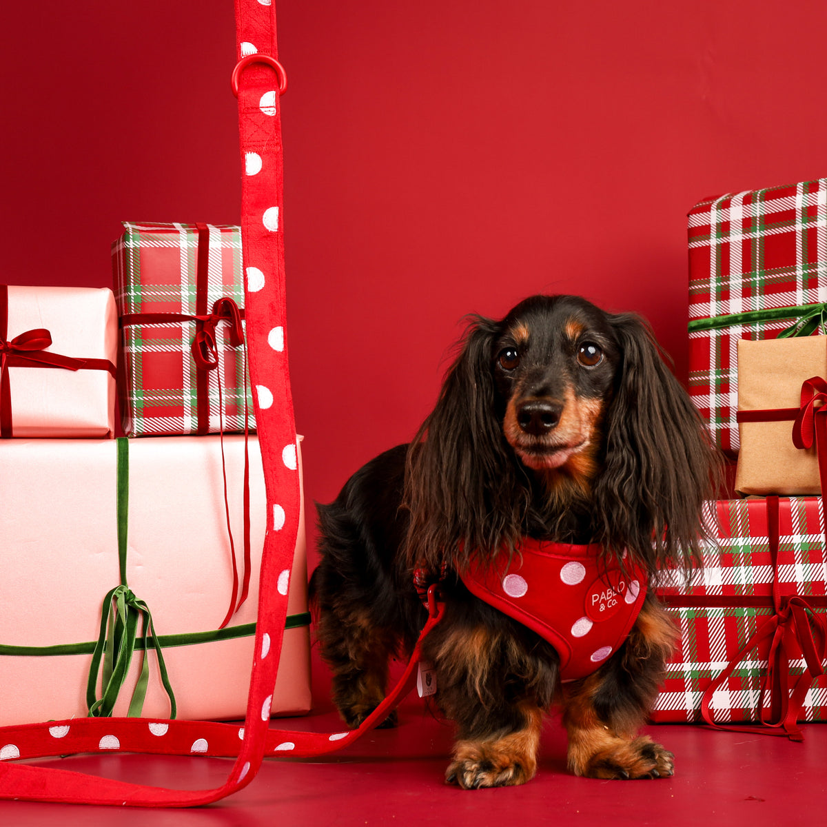 Red Polka Dots: Velvet Adjustable Harness