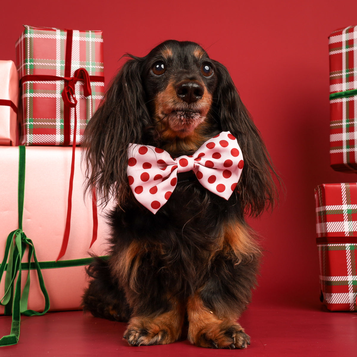 Christmas Bon Bon for Dogs