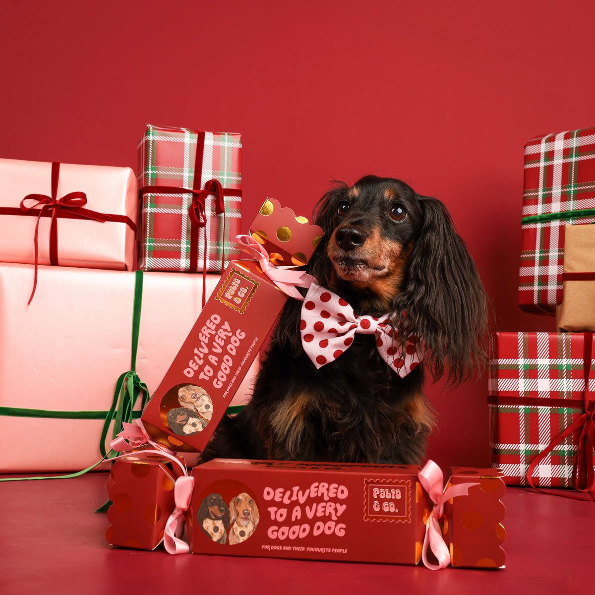 Christmas Bon Bon for Dogs