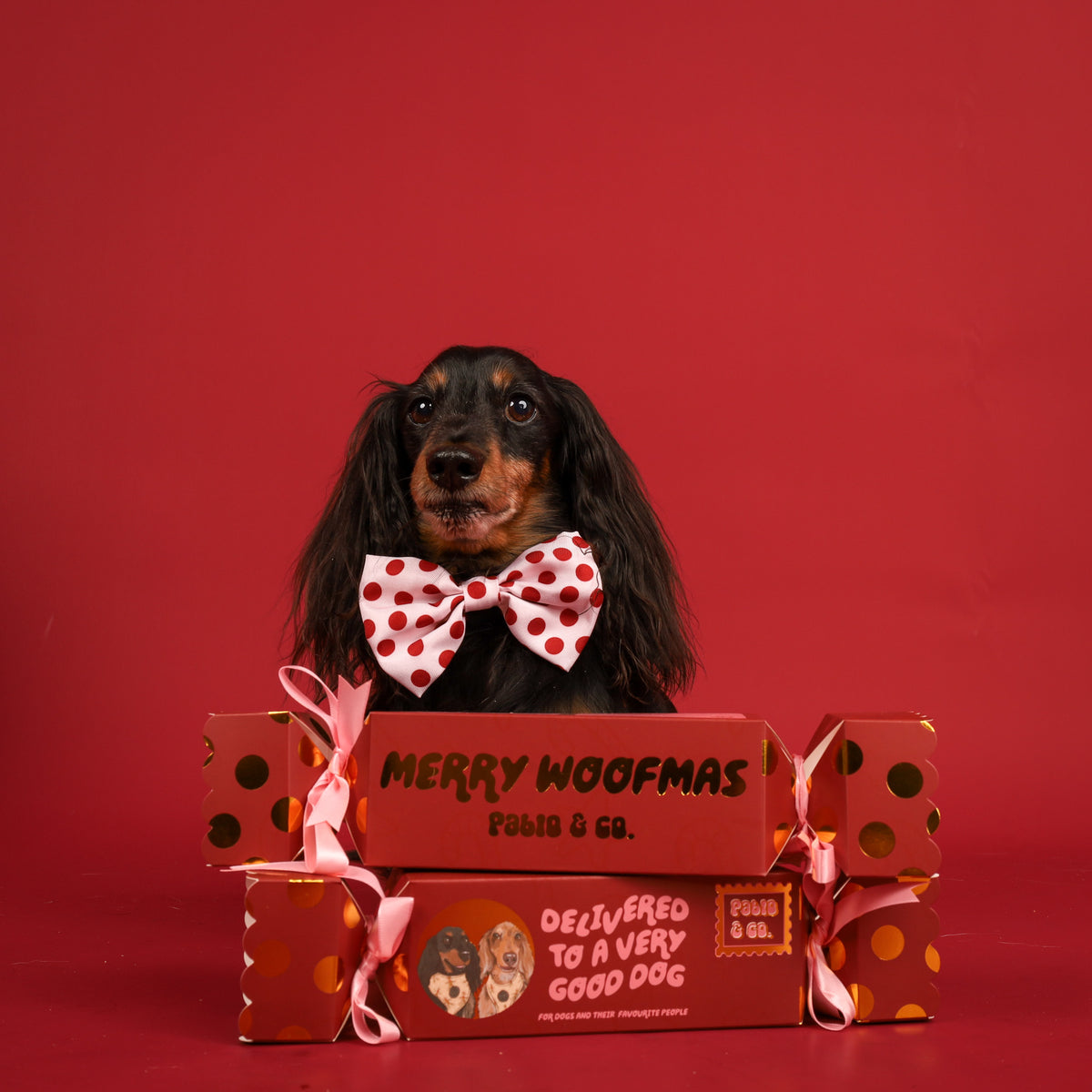 Christmas Bon Bon for Dogs