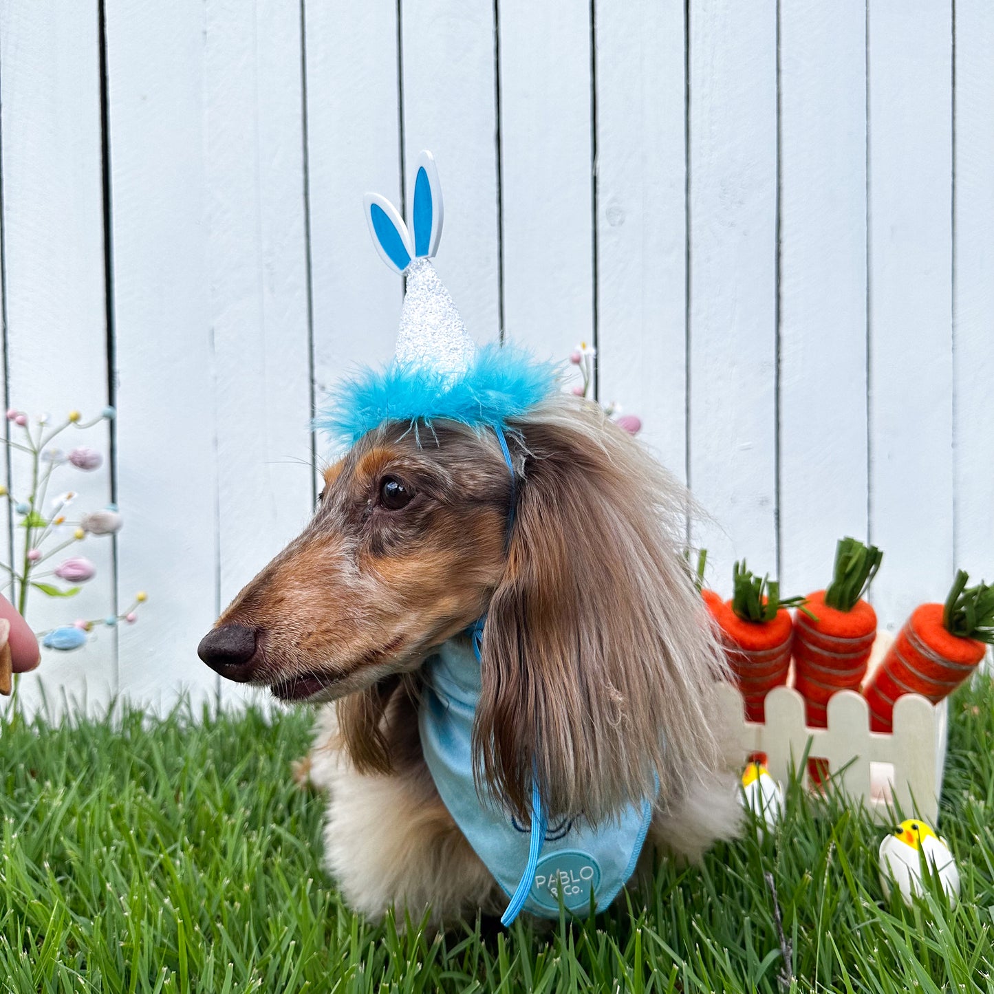Pablo's Easter Pawty Hat: Blue Easter Bunny
