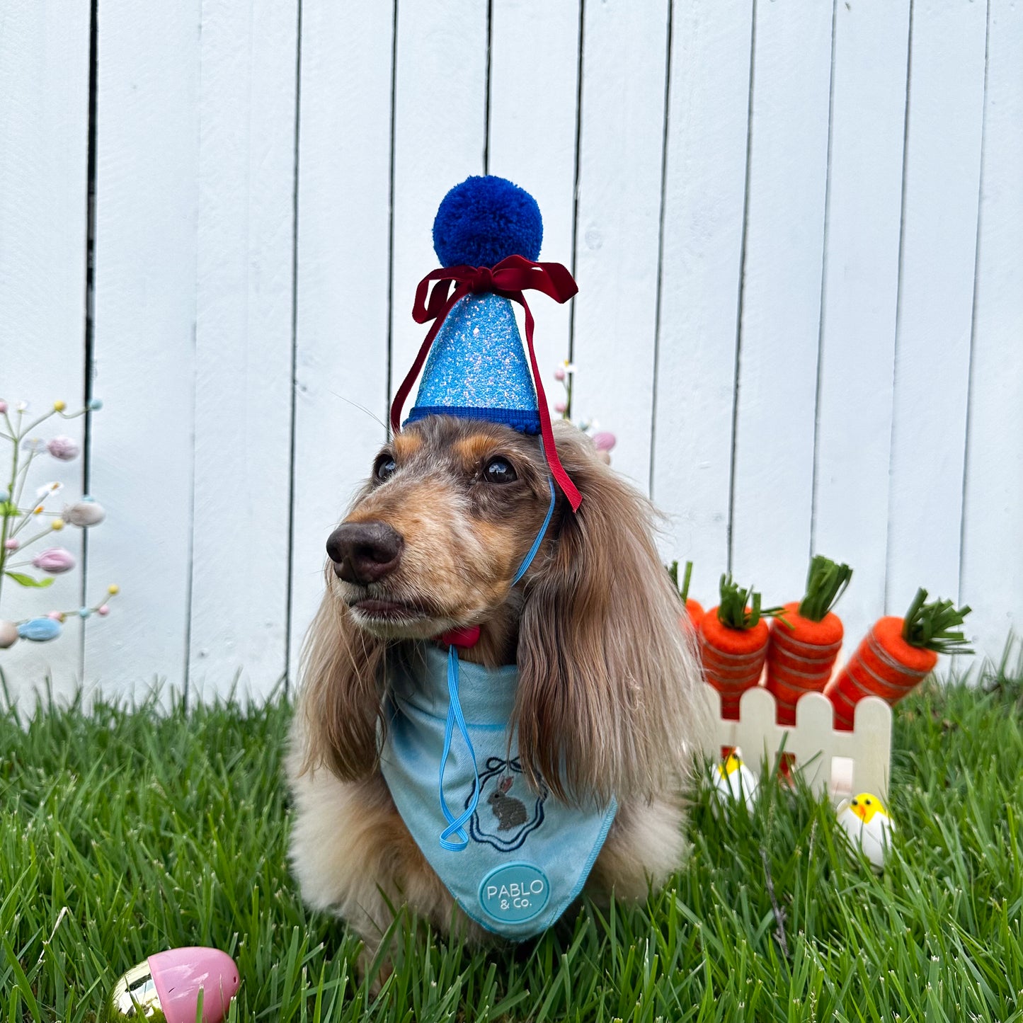 Pablo's Pawty Hat: Blue with Red Bow