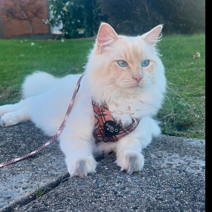 Kensington: Step In Cat Harness