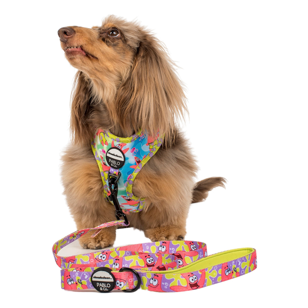 Patrick: Dog Leash – Pablo & Co. Boutique