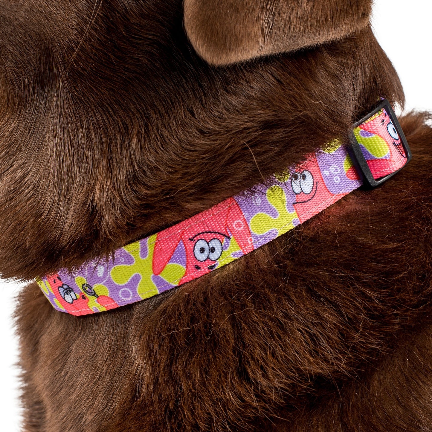 Patrick: Dog Collar