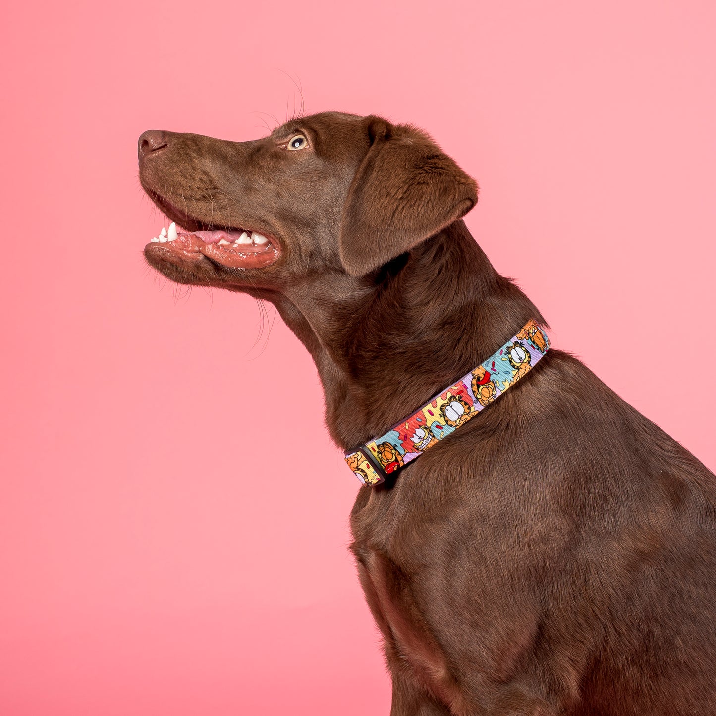 As Sweet as Garfield: Dog Collar