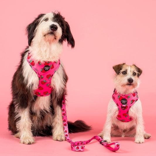 Strawberries: Adjustable Harness