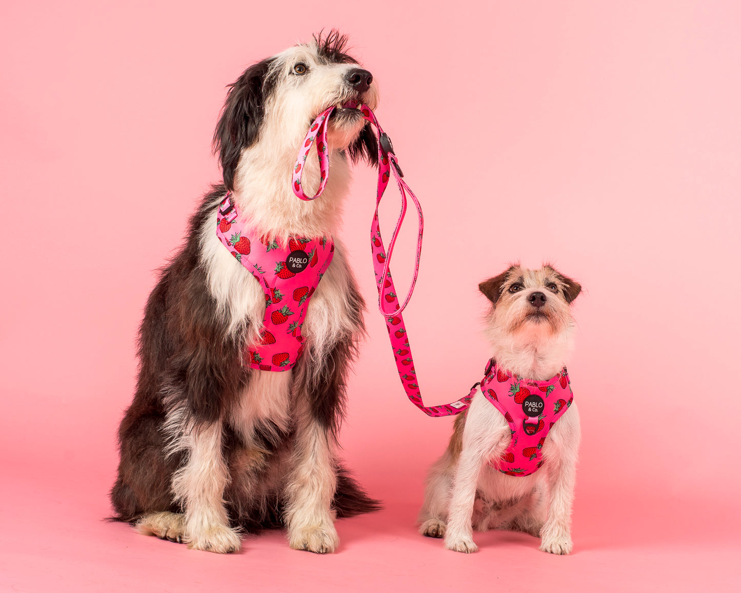 Strawberries: Adjustable Harness