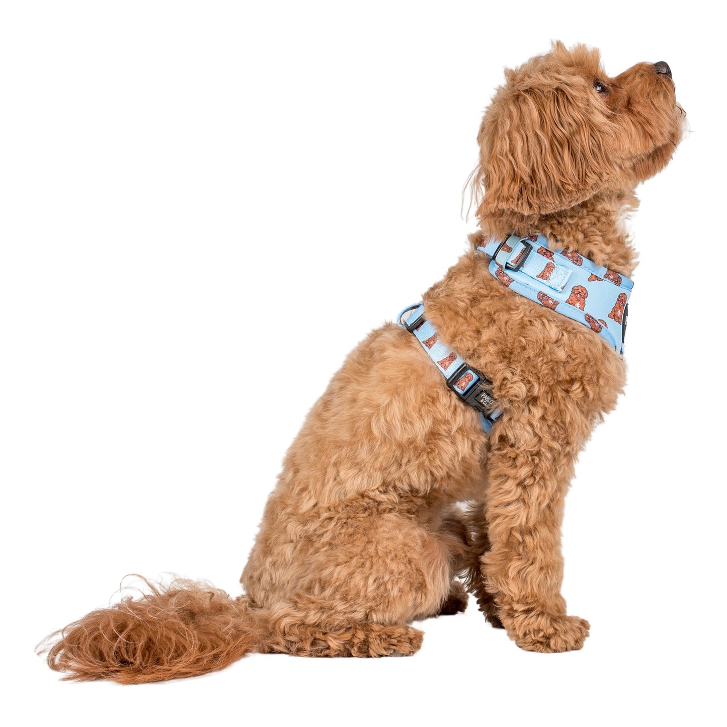 Cavoodle: Adjustable Harness