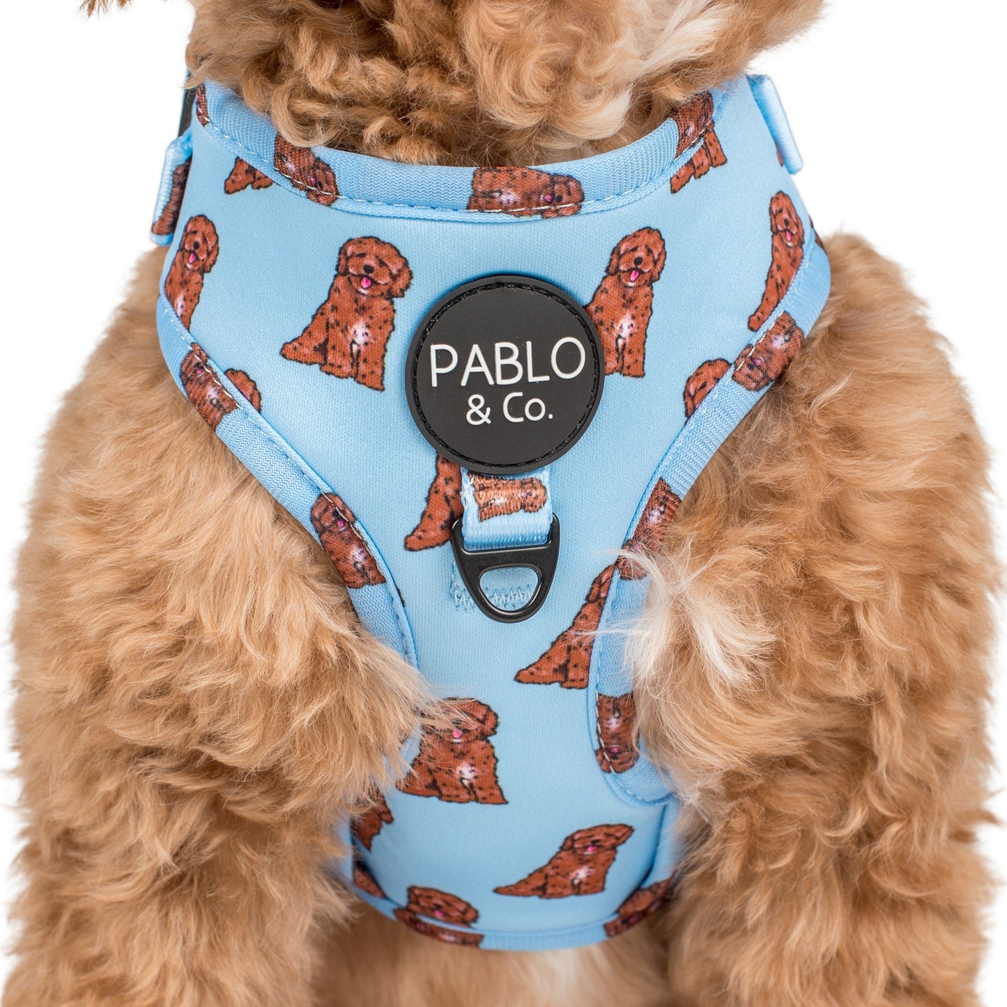 Cavoodle: Adjustable Harness