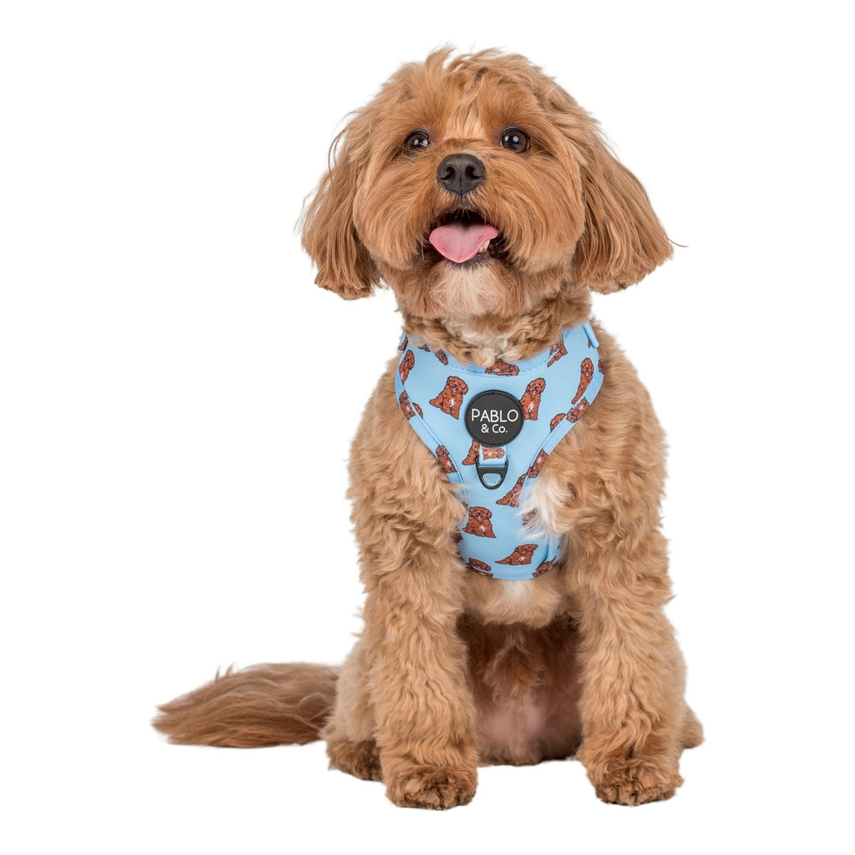 Cavoodle: Adjustable Harness – Pablo & Co. Boutique