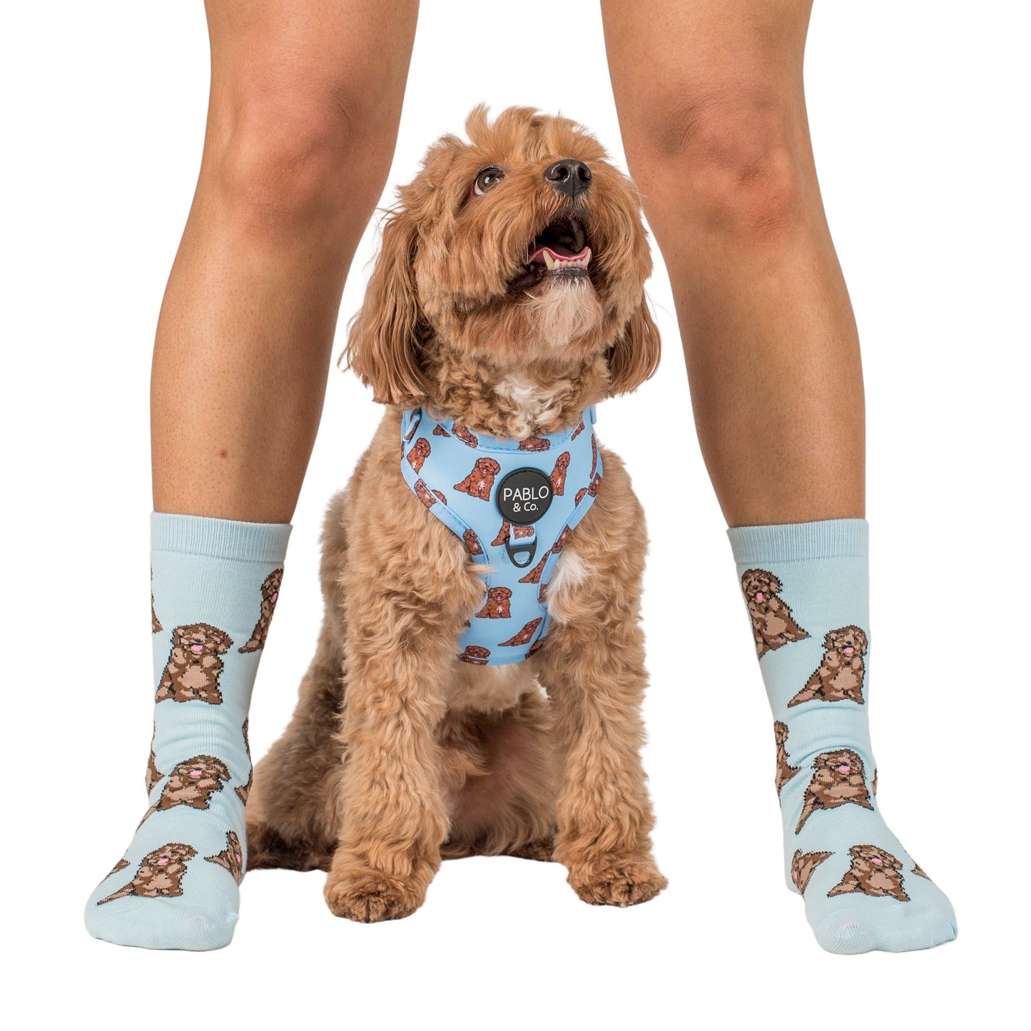 Blue Cavoodle: Breed Socks