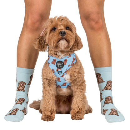 Blue Cavoodle: Breed Socks