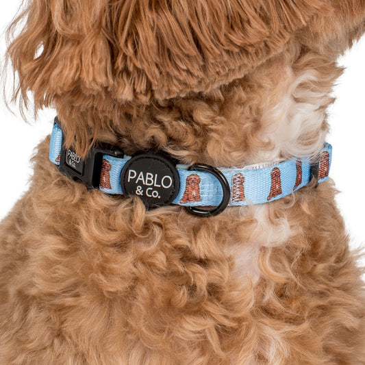 Cavoodle: Collar