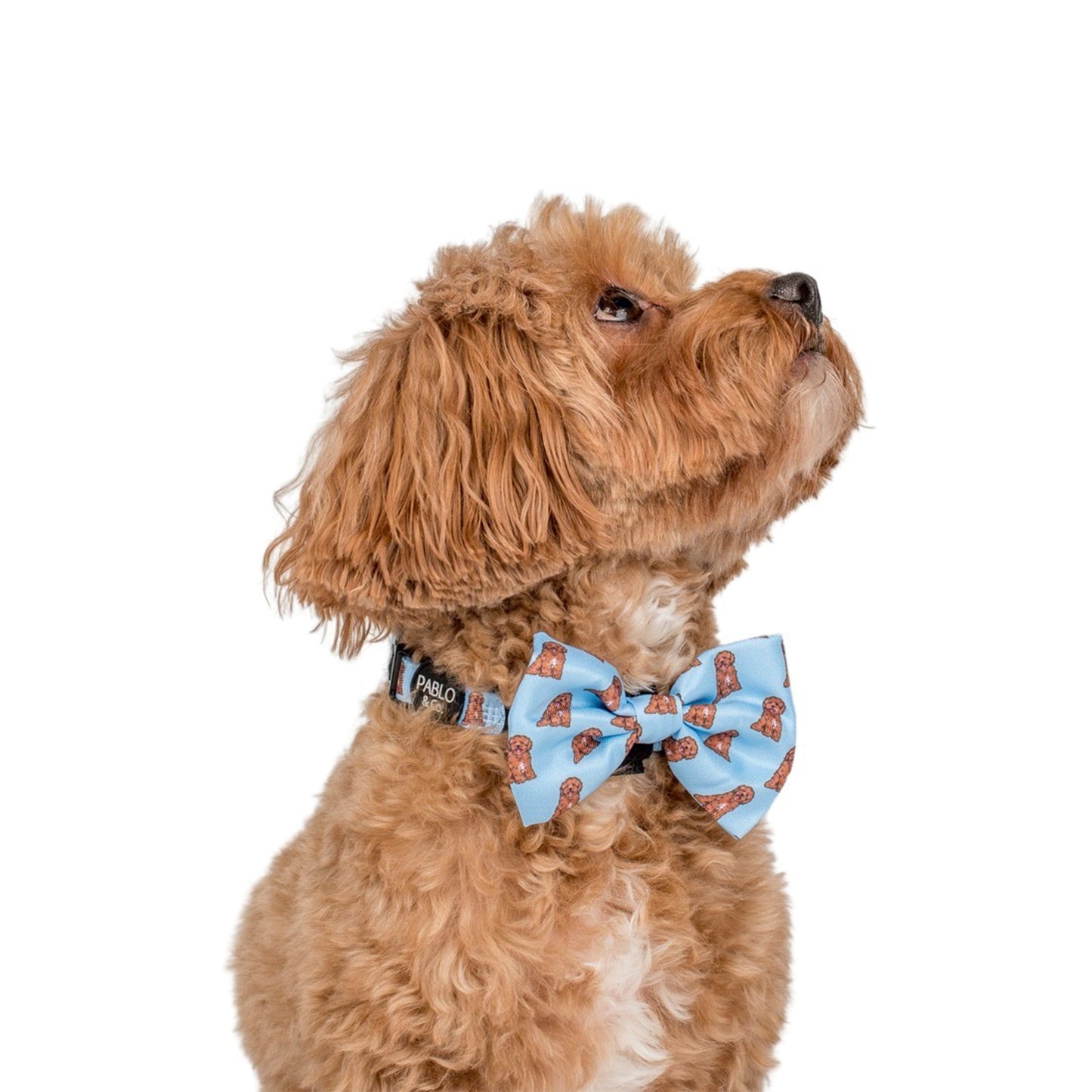 Cavoodle: Bow Tie