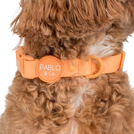 Orange Sherbet: Waterproof Collar