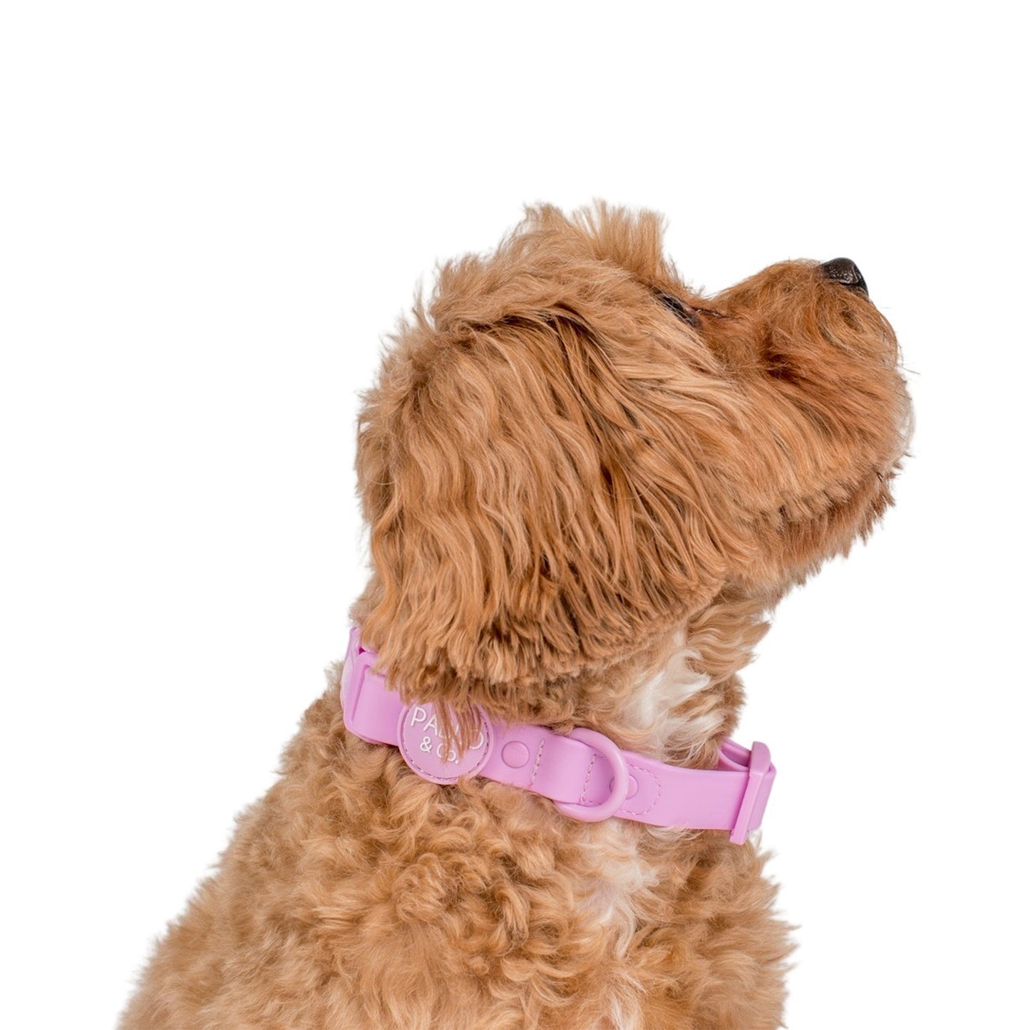 Lavender: Waterproof Collar