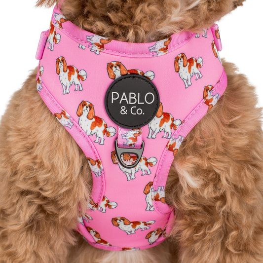 Cavalier King Charles: Adjustable Harness