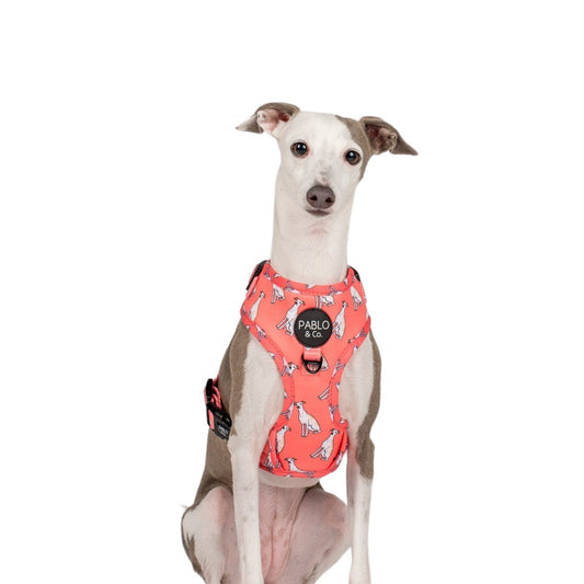 Italian Greyhound: Adjustable Harness