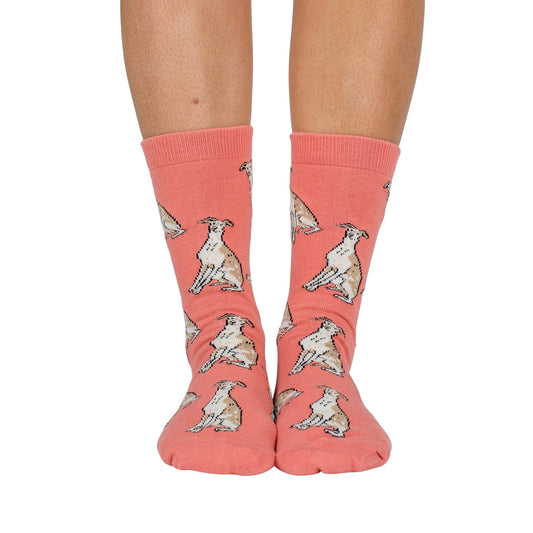 Italian Greyhound: Breed Socks