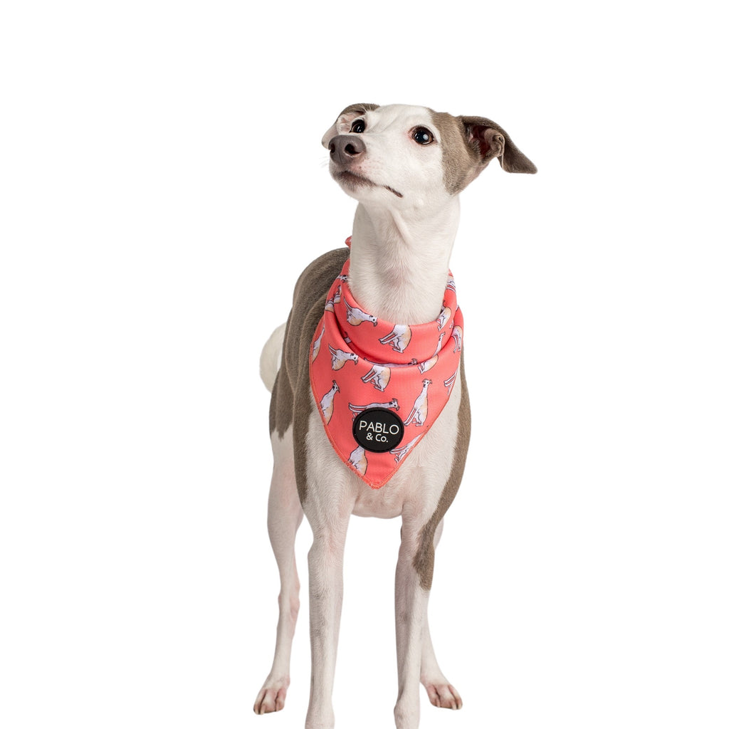 Italian Greyhound - Dog Bandana – Pablo & Co. Boutique