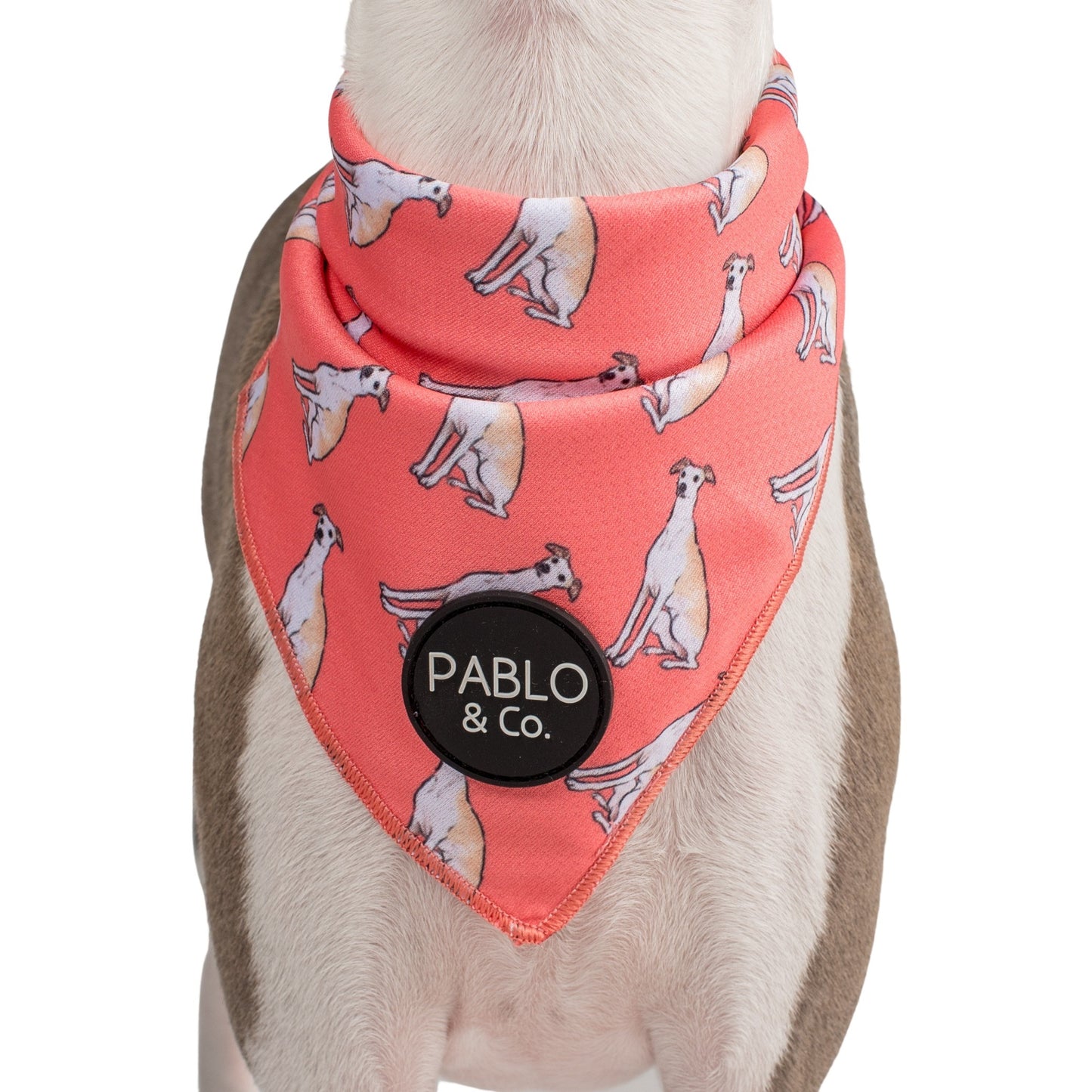 Italian Greyhound - Dog Bandana