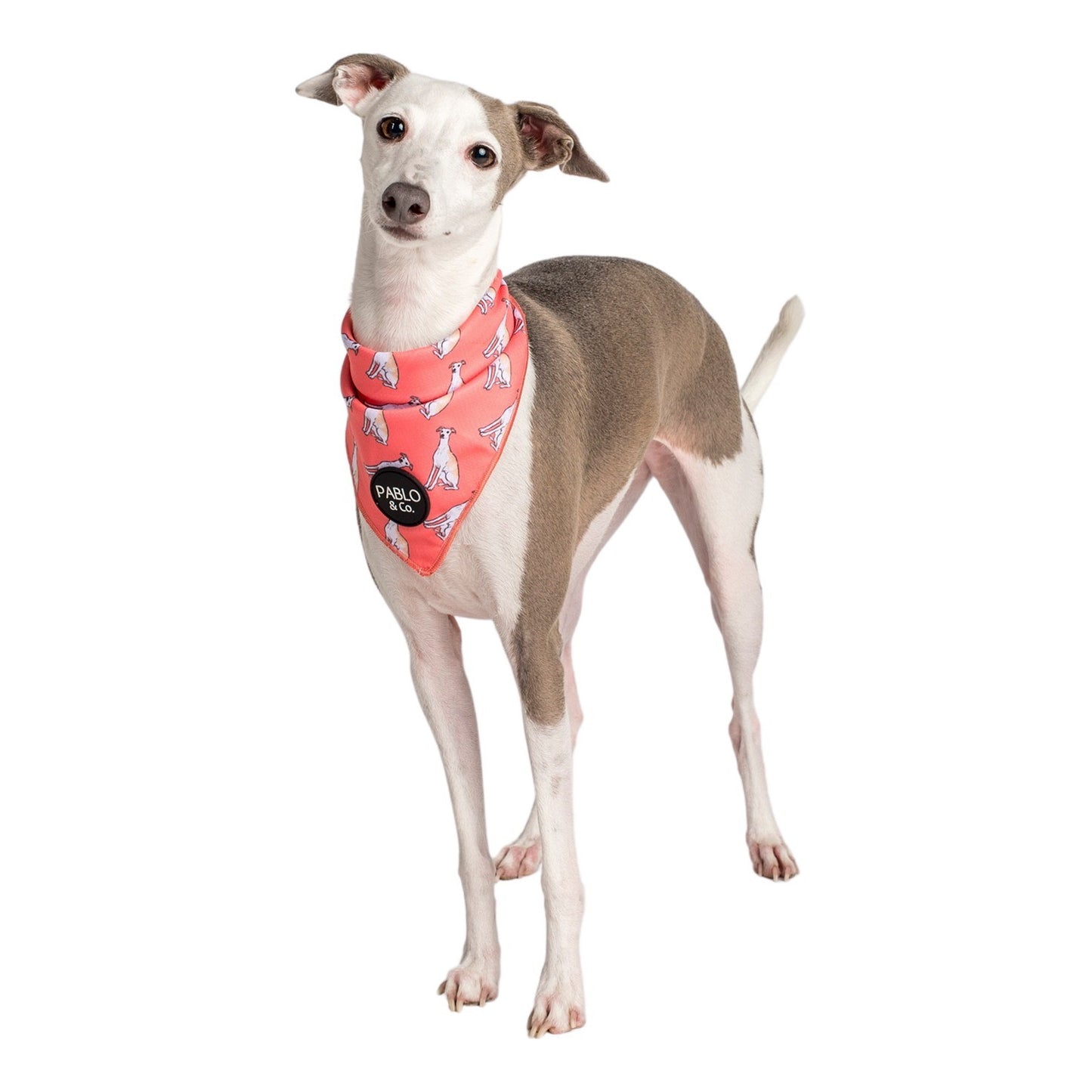 Italian Greyhound - Dog Bandana