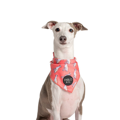 Italian Greyhound - Dog Bandana