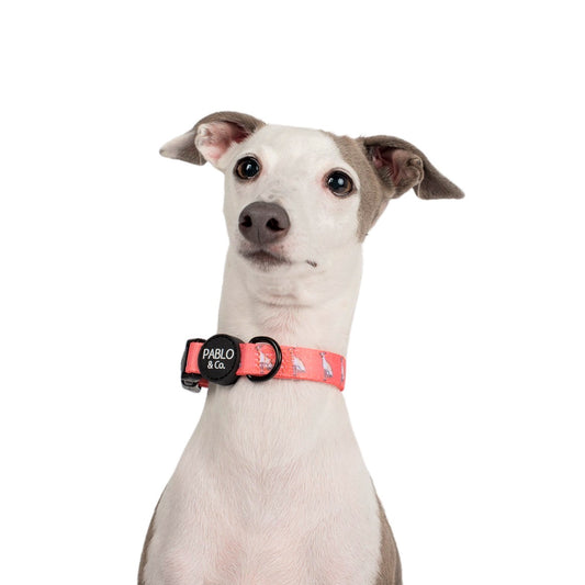 Italian Greyhound: Collar