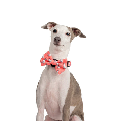 Italian Greyhound: Bow Tie