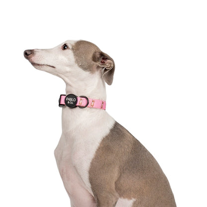 Chihuahua: Collar