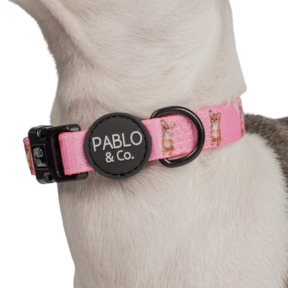 Chihuahua: Collar