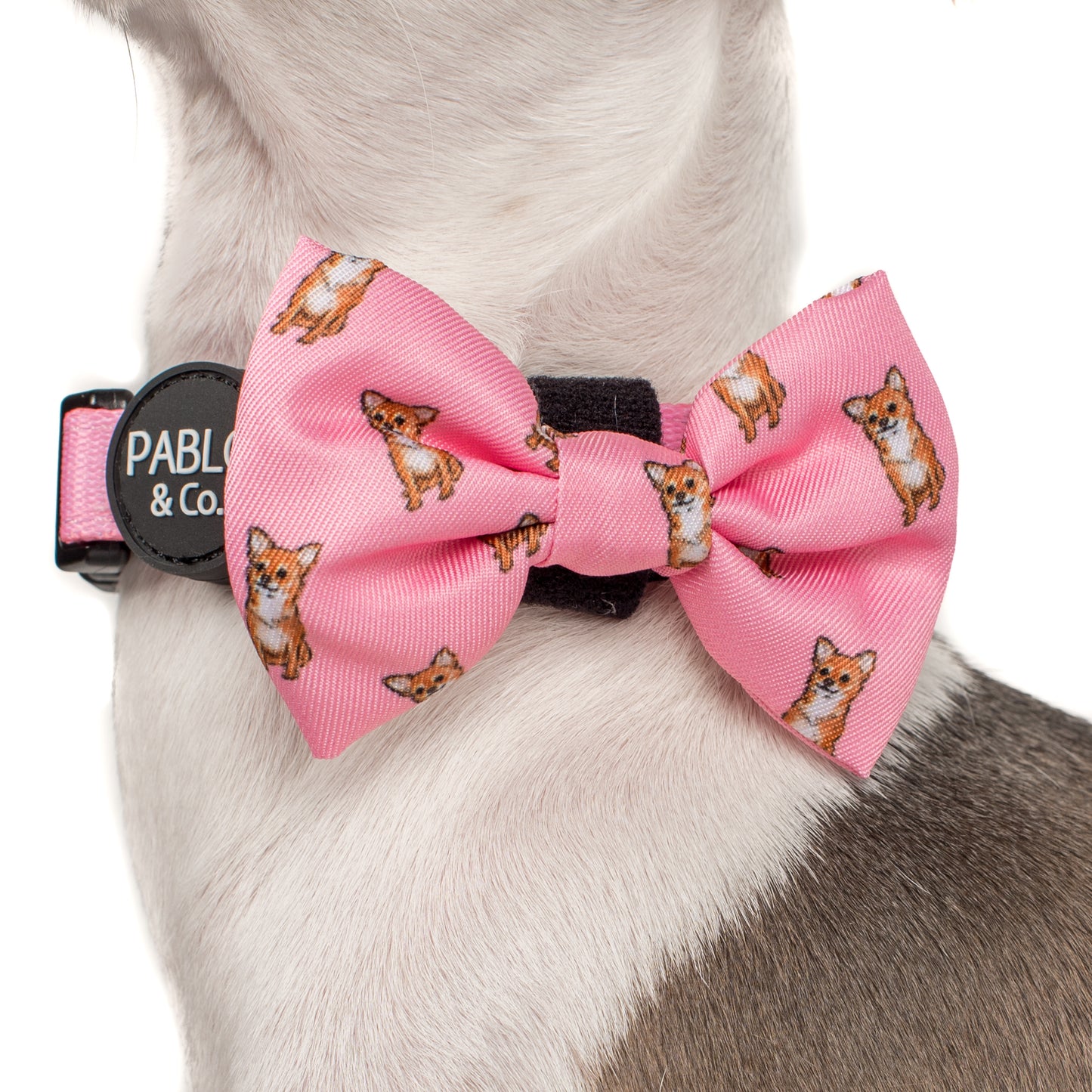 Chihuahua: Bow Tie