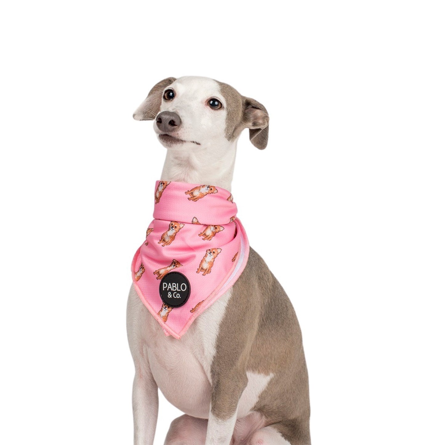 Chihuahua - Dog Bandana