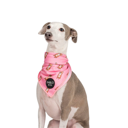 Chihuahua - Dog Bandana