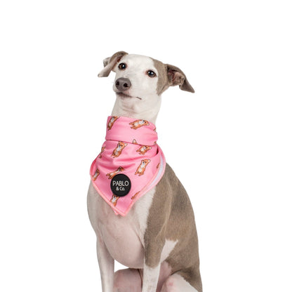 Chihuahua - Dog Bandana