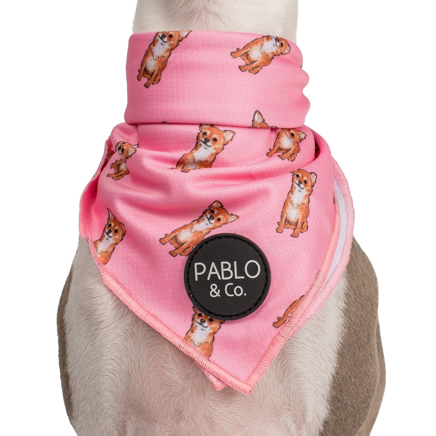 Chihuahua - Dog Bandana