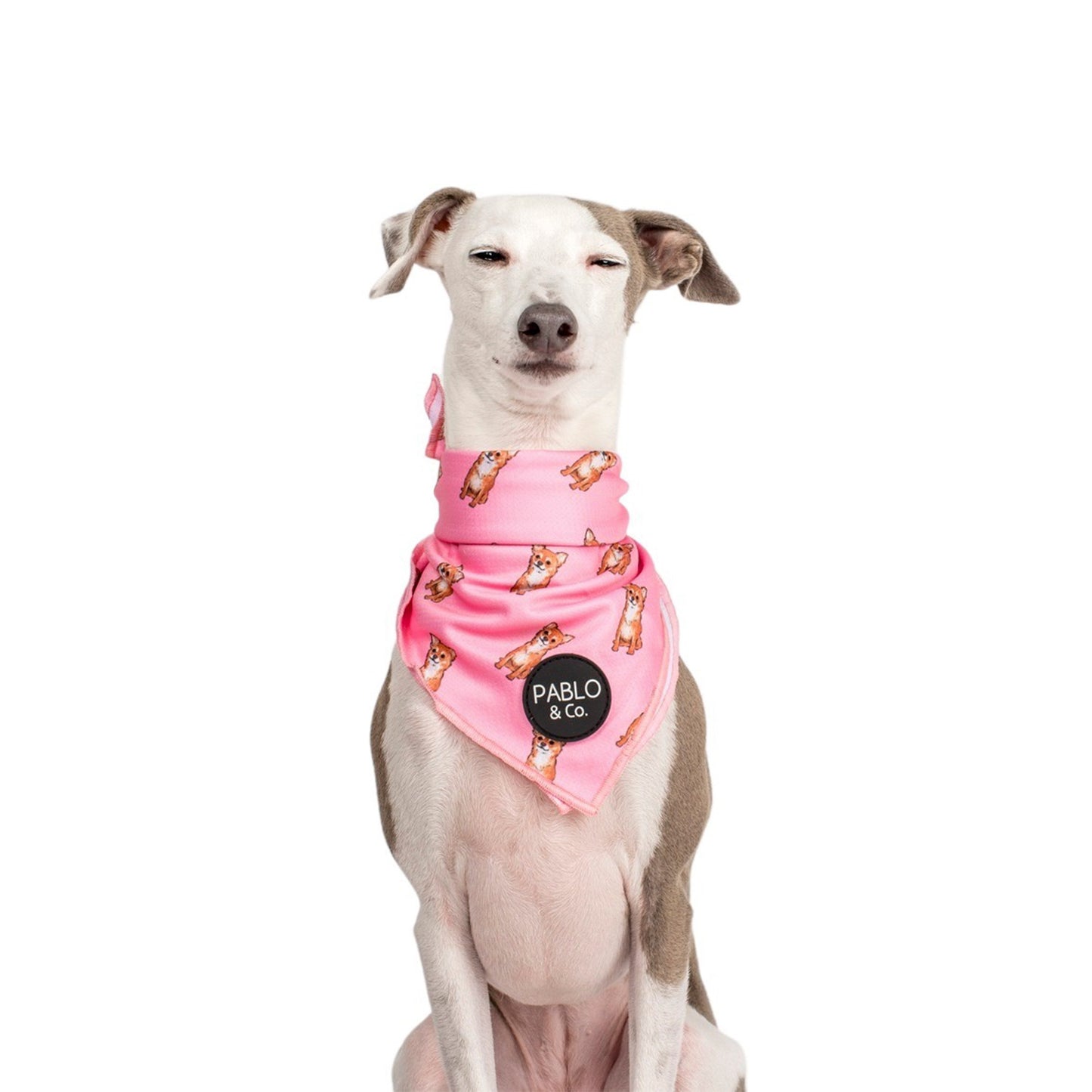 Chihuahua - Dog Bandana