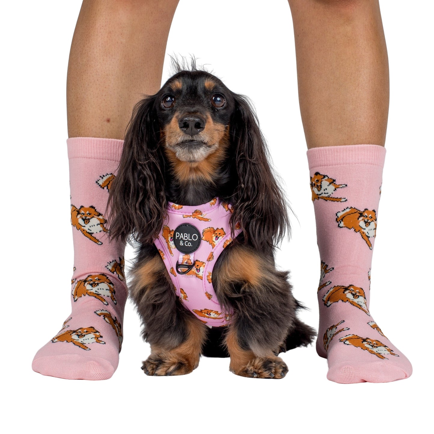 Pomeranian: Breed Socks