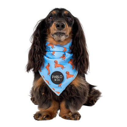 Dachshund - Dog Bandana