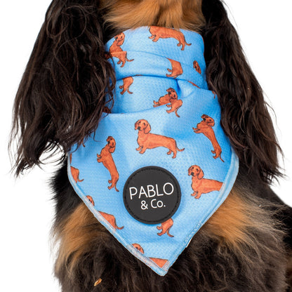 Dachshund - Dog Bandana