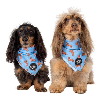 Dachshund - Dog Bandana