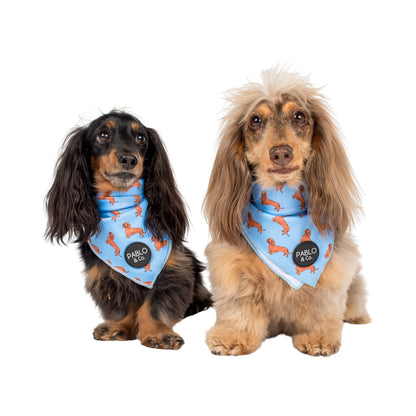 Dachshund - Dog Bandana