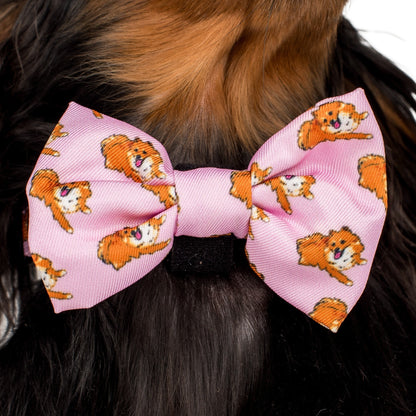 Pomeranian: Bow Tie