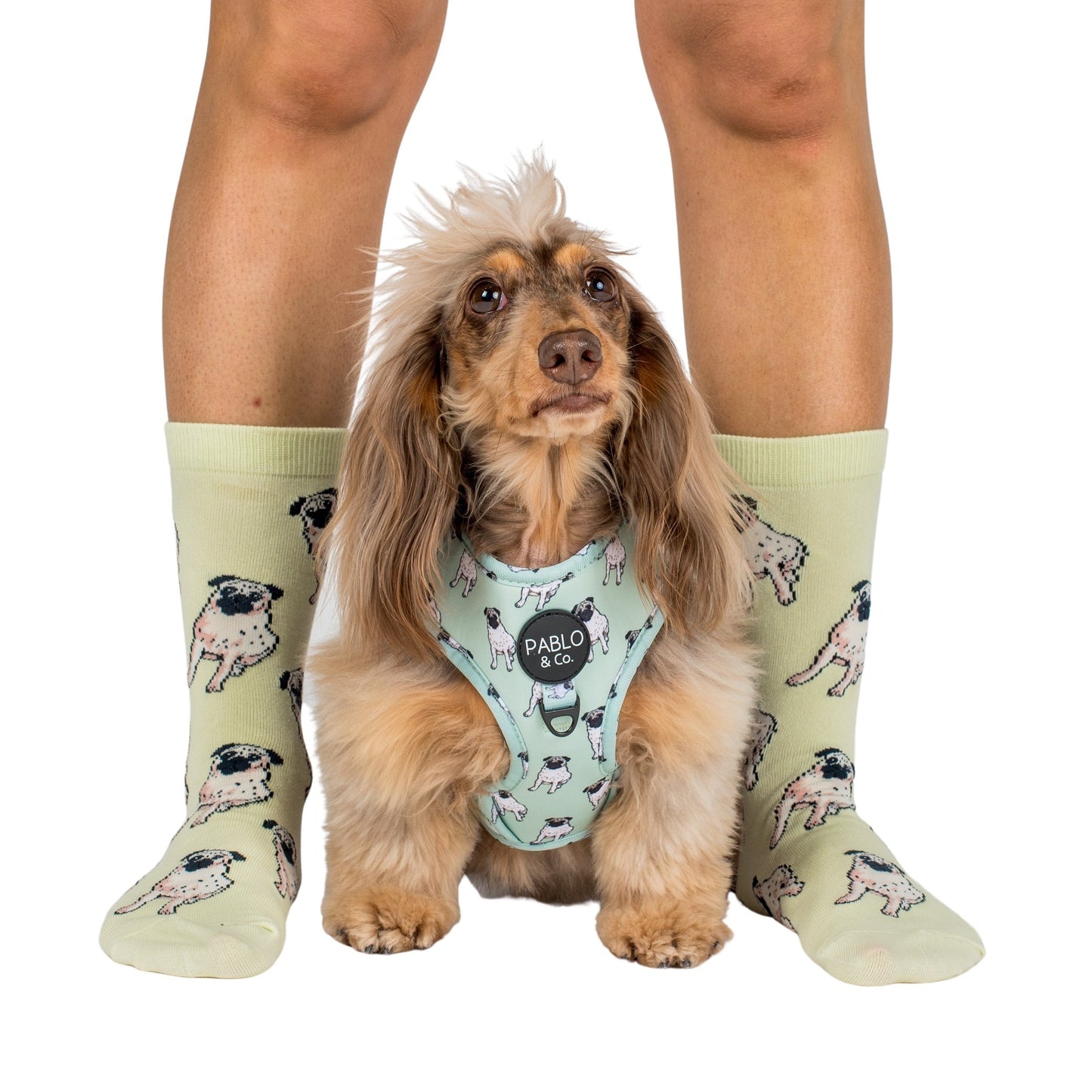 Pug: Breed Socks