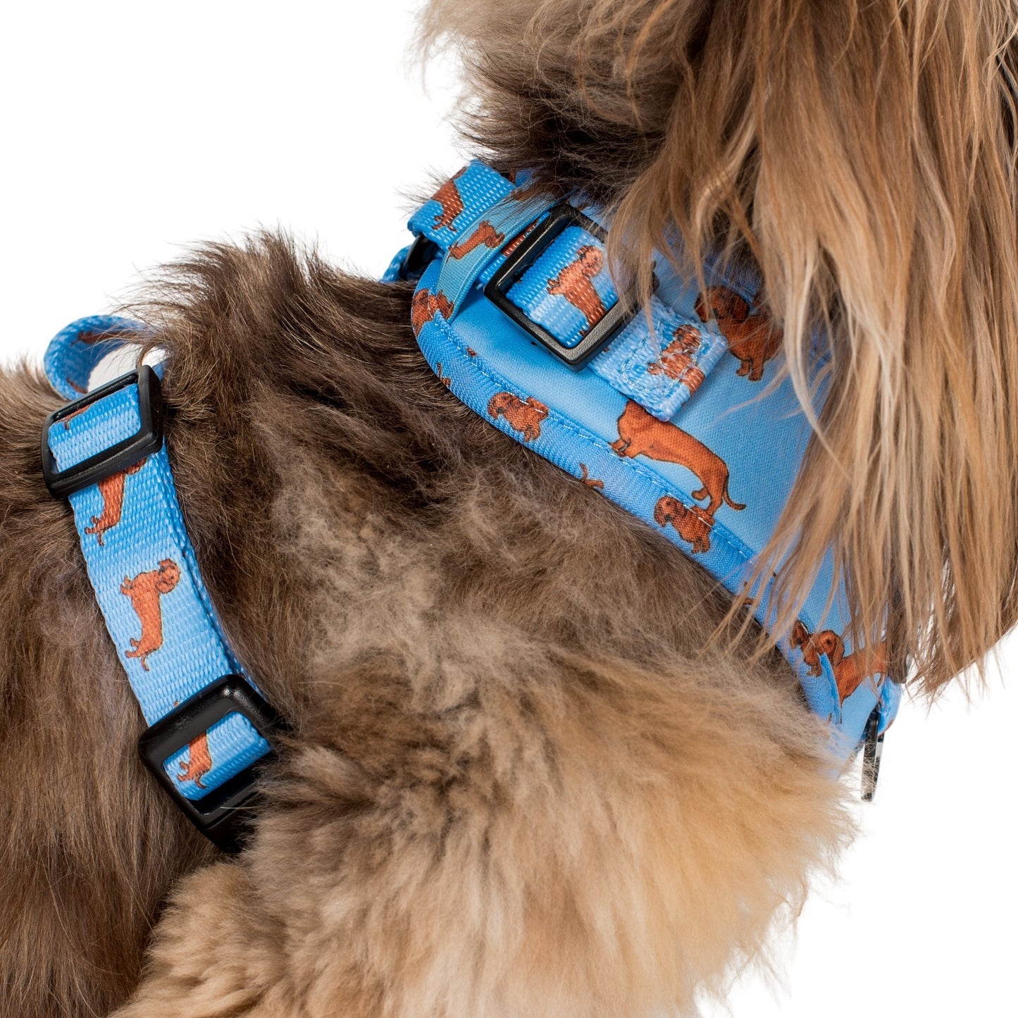 Dachshund: Adjustable Harness