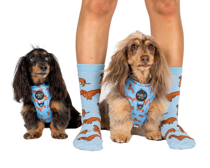 Blue Dachshund: Breed Socks