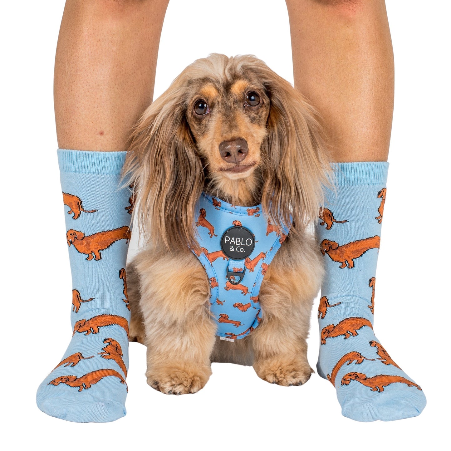 Blue Dachshund: Breed Socks